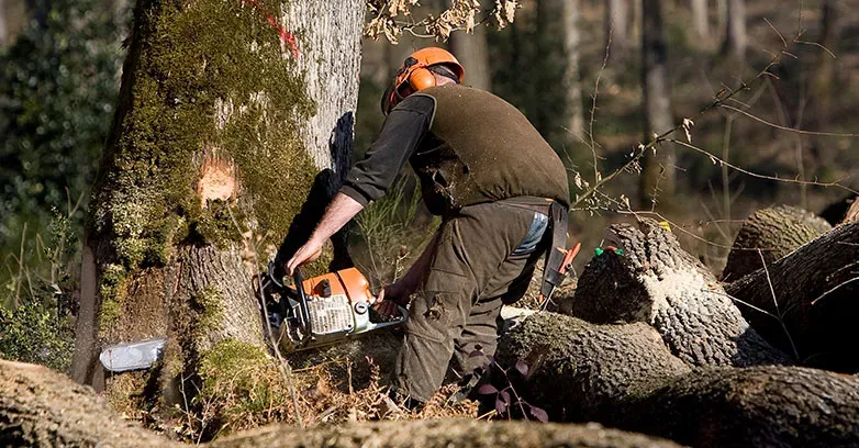 photo-encart-bois